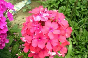 宿根花卉種植基地之宿根花卉如何防寒越冬？